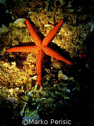 Portraite of a Red Starfish (Echinaster sepositus) Porto ... by Marko Perisic 